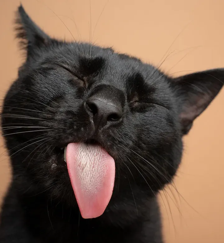 20 musta kissan rotu (koska kuka tahansa sanoi, että he ovat huonoa onnea, oli niin väärin)