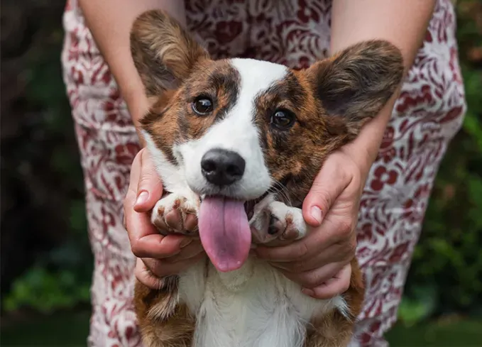 brindle dog breeds cardigan welsh corgi' fetchpriority='auto' title='24 Brindle Dog Breeds with All Types of Gorgeous Coats