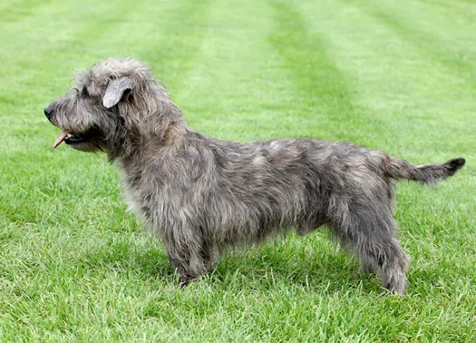 brindle dog breeds glen of imaal terrier' fetchpriority='auto' title='24 Brindle Dog Breeds with All Types of Gorgeous Coats