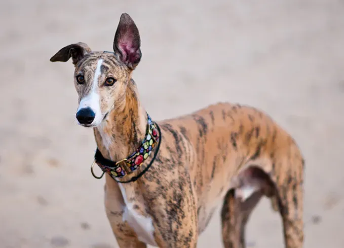 brindle dog breeds greyhound' fetchpriority='auto' title='24 Brindle Dog Breeds with All Types of Gorgeous Coats