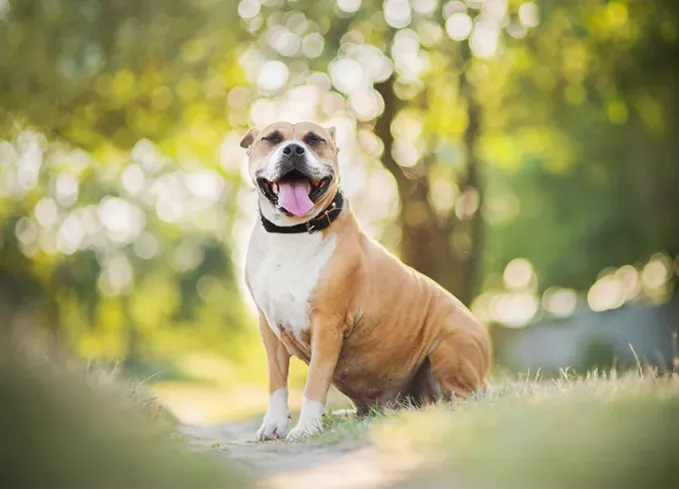 brindle dog breeds american staffordshire terrier' fetchpriority='auto' title='24 Brindle Dog Breeds with All Types of Gorgeous Coats