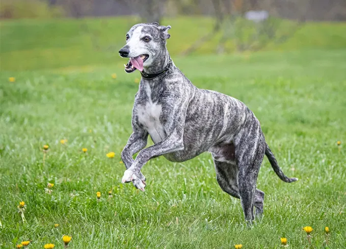 brindle dog breeds whippet' fetchpriority='auto' title='24 Brindle Dog Breeds with All Types of Gorgeous Coats
