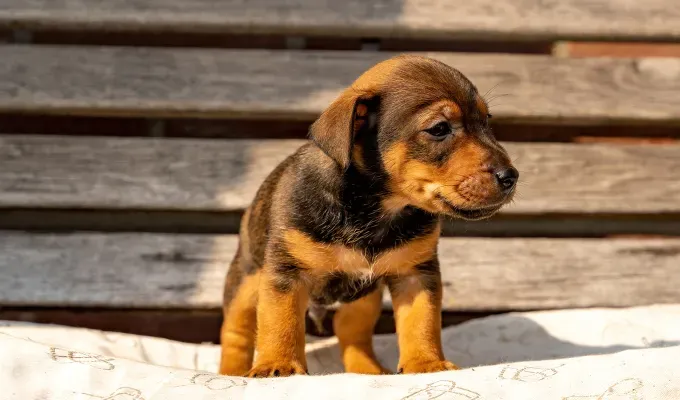 brindle dog breeds jack russell terrier' fetchpriority='auto' title='24 Brindle Dog Breeds with All Types of Gorgeous Coats