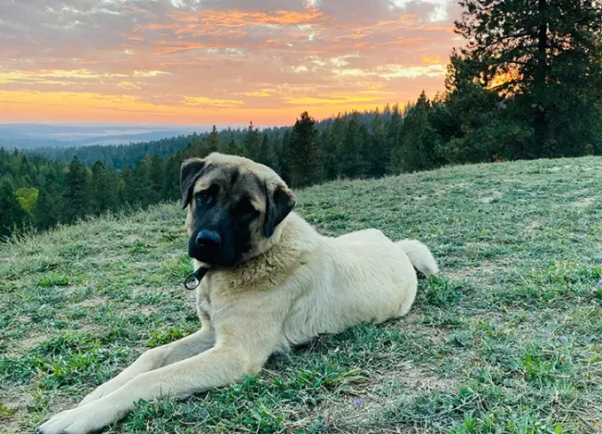 brindle dog breeds anatolian shepherd dog' fetchpriority='auto' title='24 Brindle Dog Breeds with All Types of Gorgeous Coats