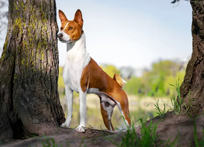 brindle dog breeds basenji' fetchpriority='auto' title='24 Brindle Dog Breeds with All Types of Gorgeous Coats