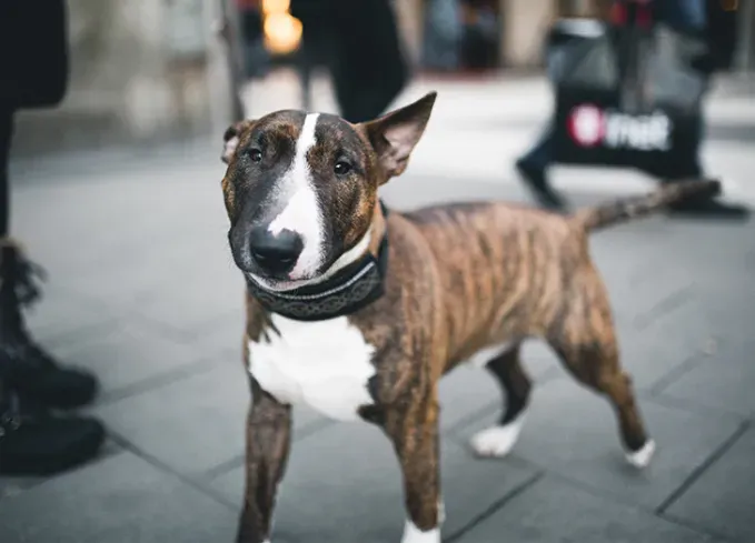 brindle dog breeds bull terrier' fetchpriority='auto' title='24 Brindle Dog Breeds with All Types of Gorgeous Coats