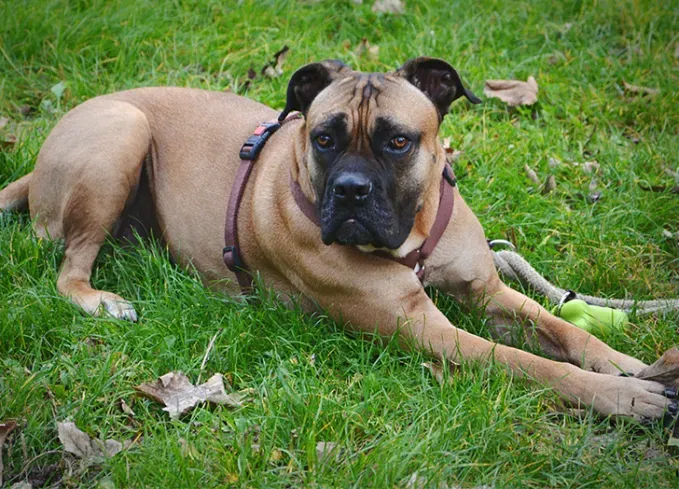 brindle dog breeds bullmastiff' fetchpriority='auto' title='24 Brindle Dog Breeds with All Types of Gorgeous Coats