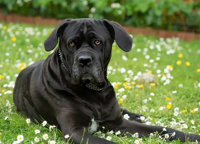brindle dog breeds cane corso' fetchpriority='auto' title='24 Brindle Dog Breeds with All Types of Gorgeous Coats