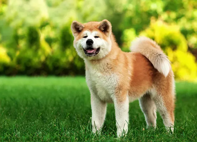 24 Brindle Hunderassen mit allen Arten von wunderschönen Mänteln