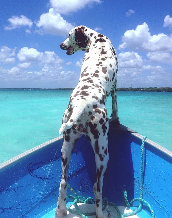 dalmatian on a boat' fetchpriority='auto' title='21 Dog Breeds That Can Handle Hot Weather (and 6 That Absolutely Can’t)
