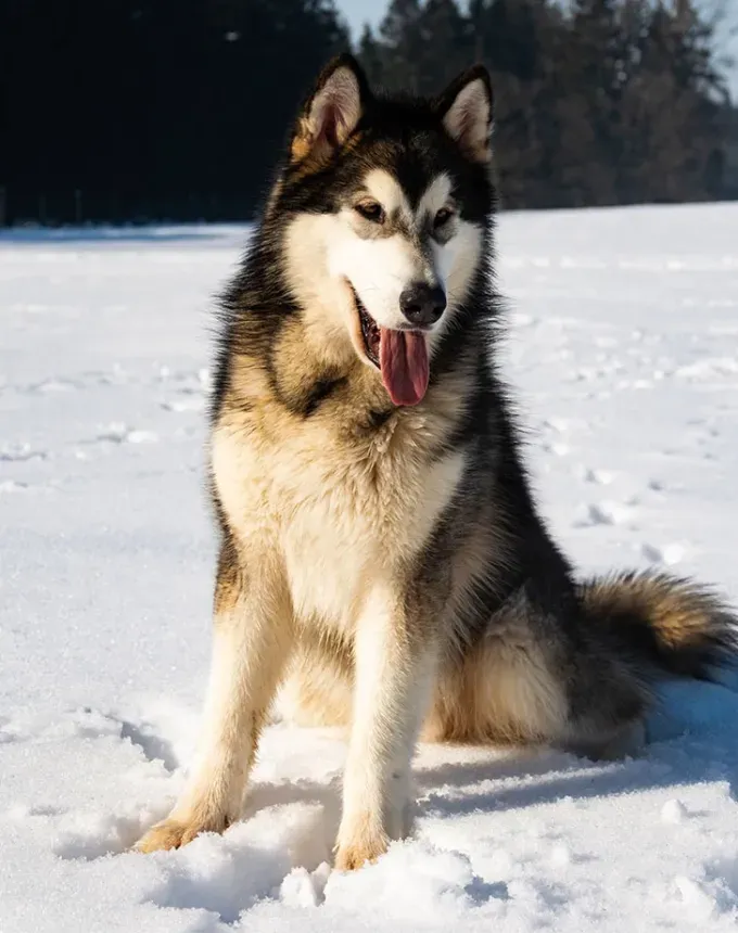dogs that can handle hot weather malamute' fetchpriority='auto' title='21 Dog Breeds That Can Handle Hot Weather (and 6 That Absolutely Can’t)