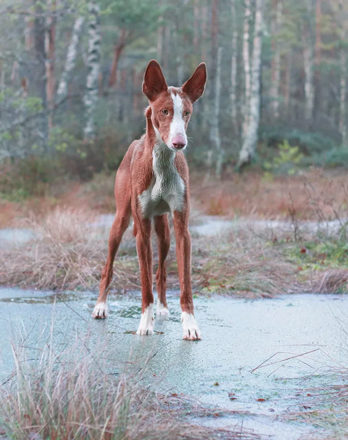 ibizan hound on a frozen puddle' fetchpriority='auto' title='21 Dog Breeds That Can Handle Hot Weather (and 6 That Absolutely Can’t)