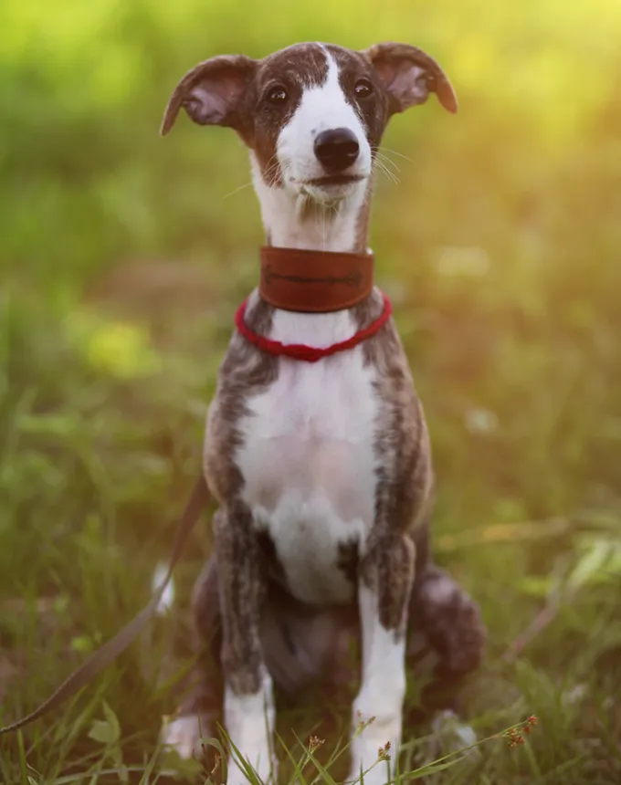 italian greyhound looking like dobby the elf' fetchpriority='auto' title='21 Dog Breeds That Can Handle Hot Weather (and 6 That Absolutely Can’t)