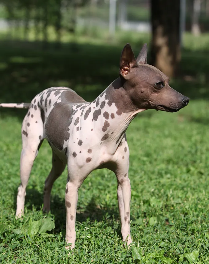 american hairless terrier in the woods' fetchpriority='auto' title='21 Dog Breeds That Can Handle Hot Weather (and 6 That Absolutely Can’t)