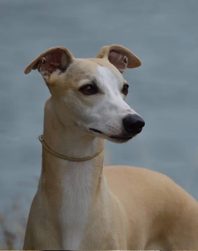 whippet pup' fetchpriority='auto' title='21 Dog Breeds That Can Handle Hot Weather (and 6 That Absolutely Can’t)