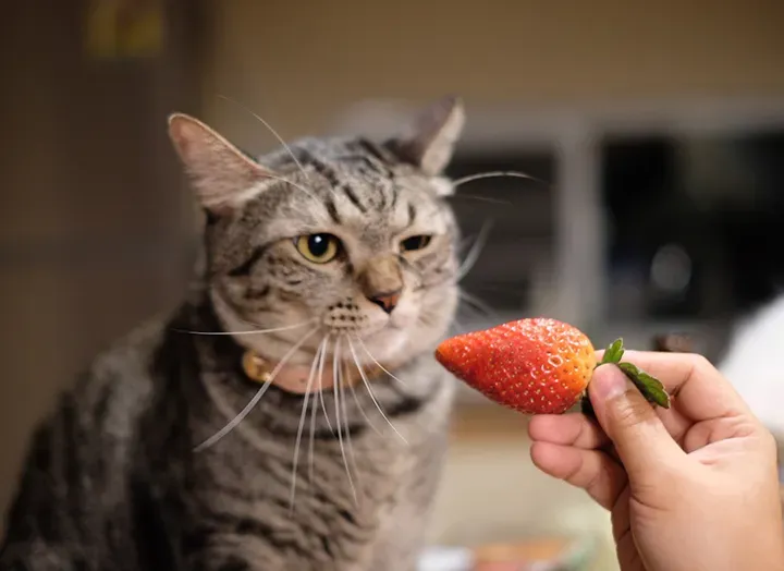 Voivatko kissat syödä hedelmiä? Tässä on ok ja mitä välttää hinnalla millä hyvänsä