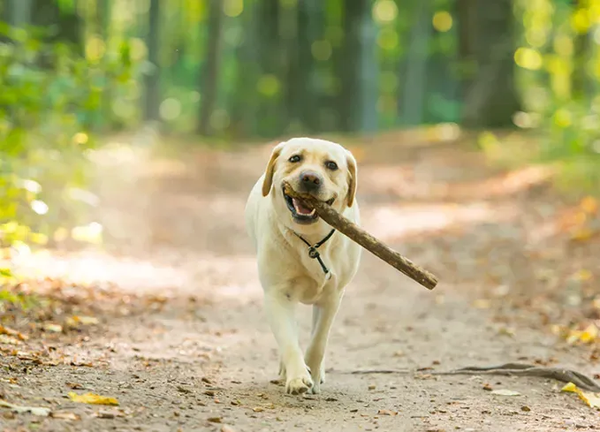 canadian dog breeds labrador retriever' fetchpriority='auto' title='7 Canadian Dog Breeds That Are as Sweet as Maple Syrup
