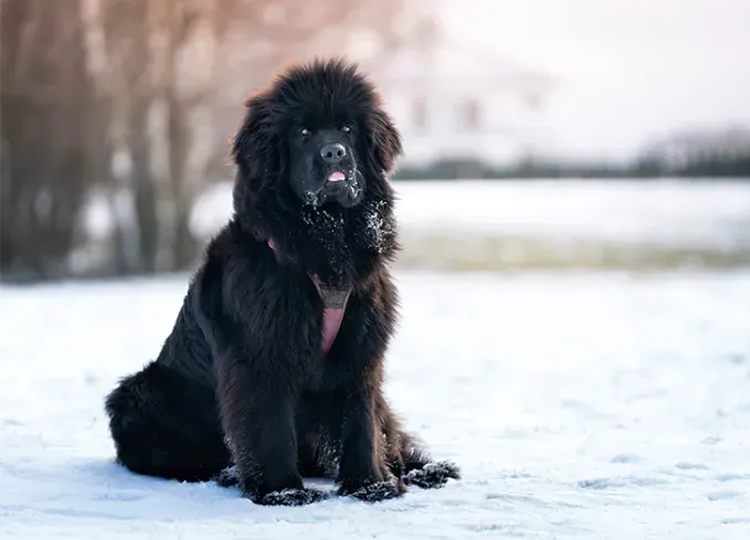 canadian dog breeds newfoundland' fetchpriority='auto' title='7 Canadian Dog Breeds That Are as Sweet as Maple Syrup