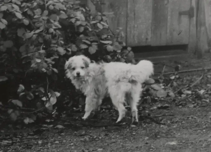 canadian dog breeds salish woolly dog' fetchpriority='auto' title='7 Canadian Dog Breeds That Are as Sweet as Maple Syrup