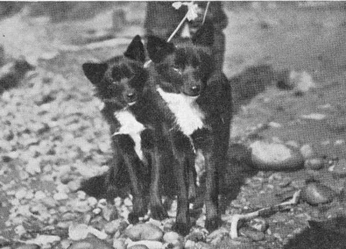 canadian dog breeds tahltan bear dog' fetchpriority='auto' title='7 Canadian Dog Breeds That Are as Sweet as Maple Syrup