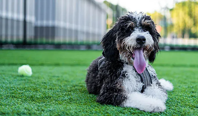 types of doodle dogs: bernedoodle at a park' fetchpriority='auto' title='15 Types of Doodle Dogs Explained by Experts Trainers and Me (a Totally Non-Biased Doodle Owner)