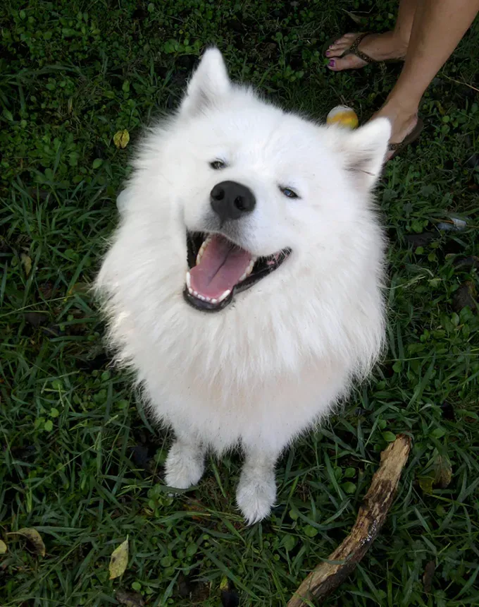 smiling dog breeds samoyed' fetchpriority='auto' title='15 Smiling Dog Breeds (or At Least These Pups Always Look Extra Happy)