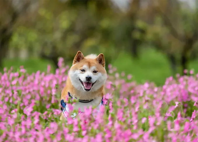 smiling dog breeds shiba inu' fetchpriority='auto' title='15 Smiling Dog Breeds (or At Least These Pups Always Look Extra Happy)