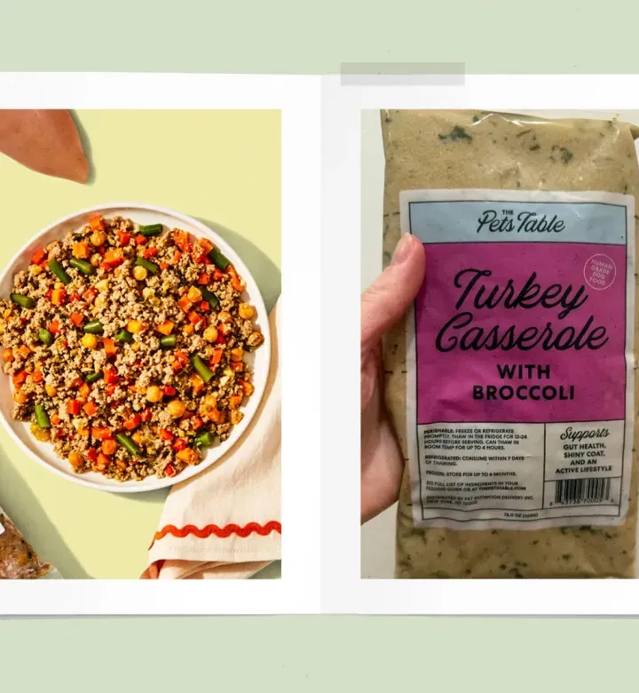 Pentu on poiminta syöjä *koskaan *-ja jopa hän rakastaa lemmikkipöytää ihmisen luokan koiranruoka