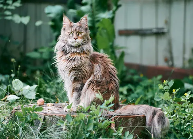 fluffy cat breeds maine coon' fetchpriority='auto' title='10 Fluffy Cat Breeds Because Cuddling with One Can Literally Reduce Stress