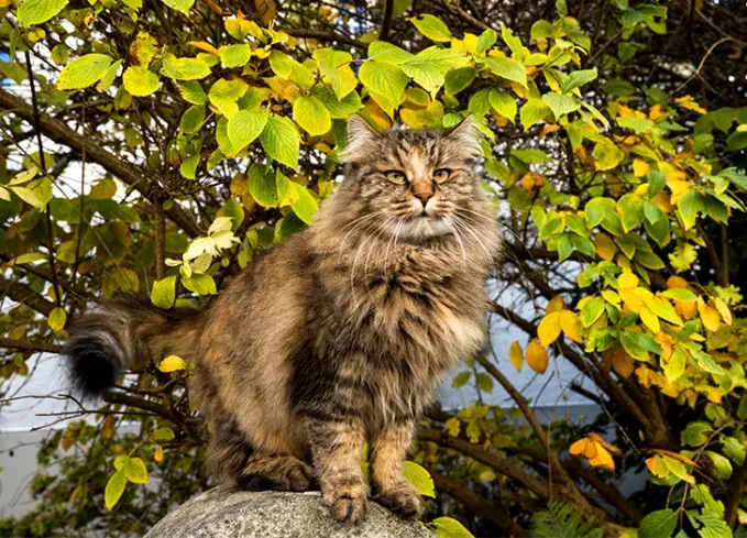 fluffy cat breeds norwegian forest' fetchpriority='auto' title='10 Fluffy Cat Breeds Because Cuddling with One Can Literally Reduce Stress