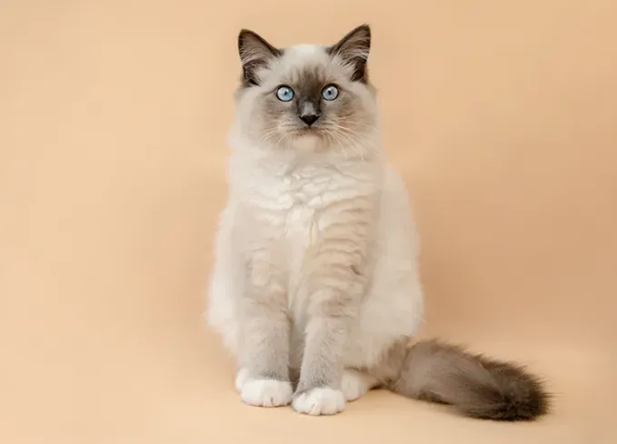 fluffy cat breeds ragdoll' fetchpriority='auto' title='10 Fluffy Cat Breeds Because Cuddling with One Can Literally Reduce Stress