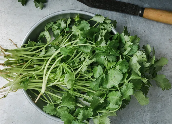 types of herbs cilantro' fetchpriority='auto' title='18 Different Types of Herbs (and How to Cook With Them Like a Pro)