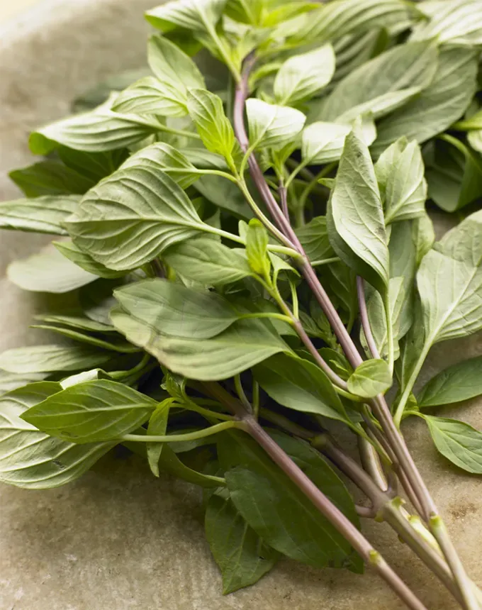 types of herbs thai basil' fetchpriority='auto' title='18 Different Types of Herbs (and How to Cook With Them Like a Pro)