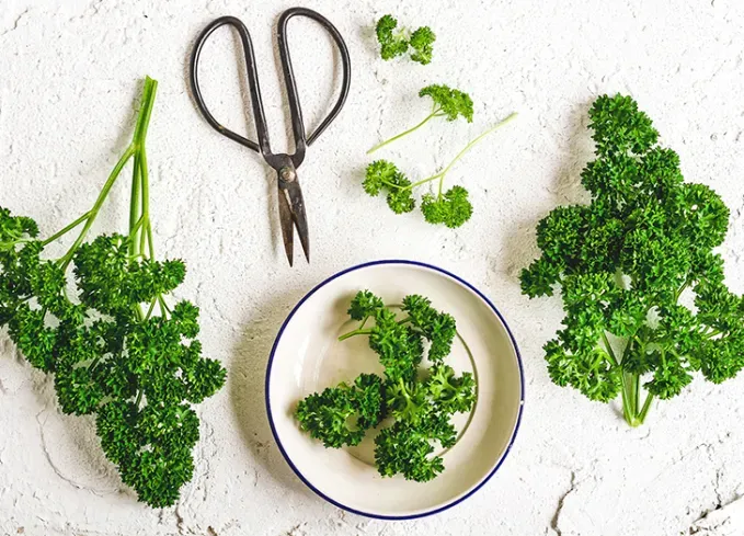 types of herbs curly parsley' fetchpriority='auto' title='18 Different Types of Herbs (and How to Cook With Them Like a Pro)