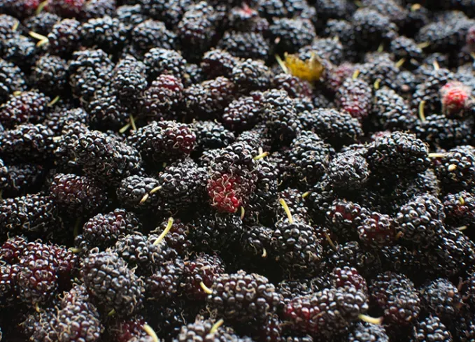 types of berries: black mulberries' fetchpriority='auto' title='30 Different Types of Berries (and Why You Should Be Eating Each and Every One of Them)