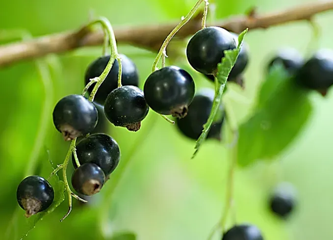 types of berries: black currant' fetchpriority='auto' title='30 Different Types of Berries (and Why You Should Be Eating Each and Every One of Them)