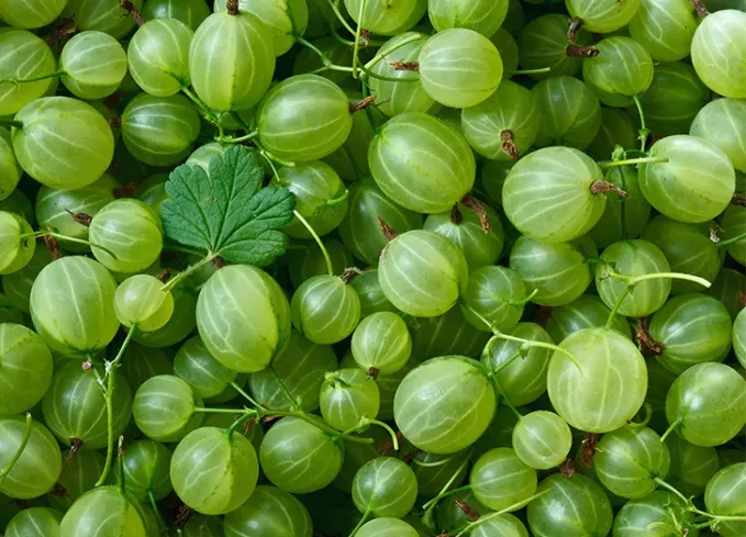types of berries: gooseberries' fetchpriority='auto' title='30 Different Types of Berries (and Why You Should Be Eating Each and Every One of Them)
