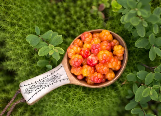 types of berries: cloudberry' fetchpriority='auto' title='30 Different Types of Berries (and Why You Should Be Eating Each and Every One of Them)