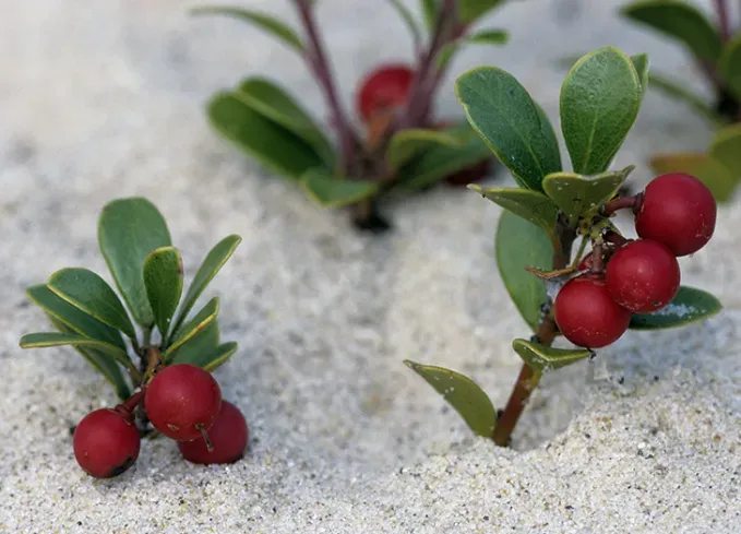 types of berries: bearberry' fetchpriority='auto' title='30 Different Types of Berries (and Why You Should Be Eating Each and Every One of Them)
