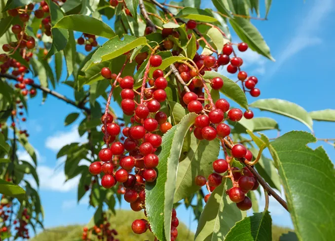 types of berries: chokecherry' fetchpriority='auto' title='30 Different Types of Berries (and Why You Should Be Eating Each and Every One of Them)
