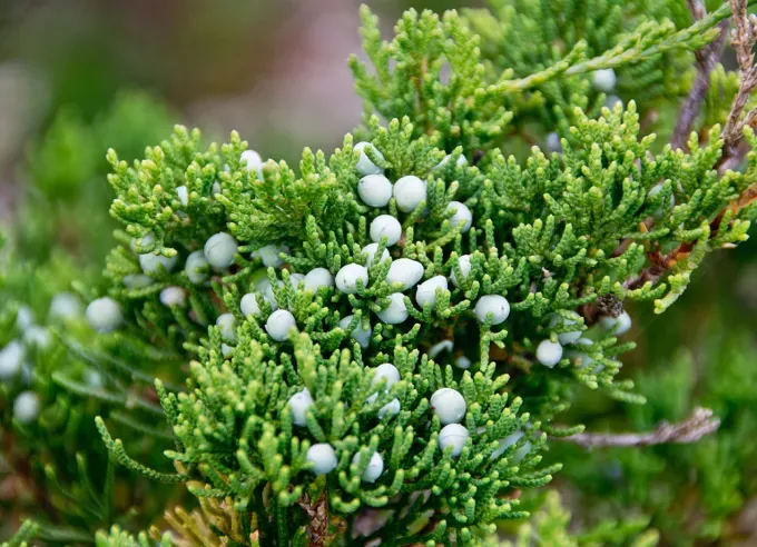 types of berries: cedar berries' fetchpriority='auto' title='30 Different Types of Berries (and Why You Should Be Eating Each and Every One of Them)