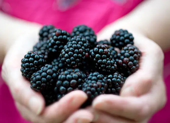 types of berries: blackberries' fetchpriority='auto' title='30 Different Types of Berries (and Why You Should Be Eating Each and Every One of Them)