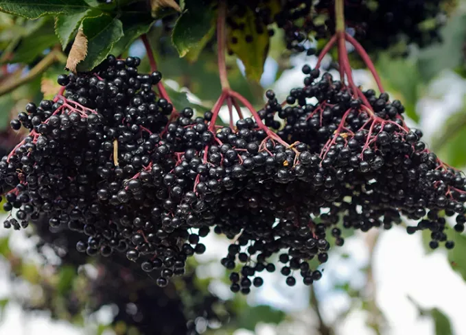 types of berries: elderberries' fetchpriority='auto' title='30 Different Types of Berries (and Why You Should Be Eating Each and Every One of Them)