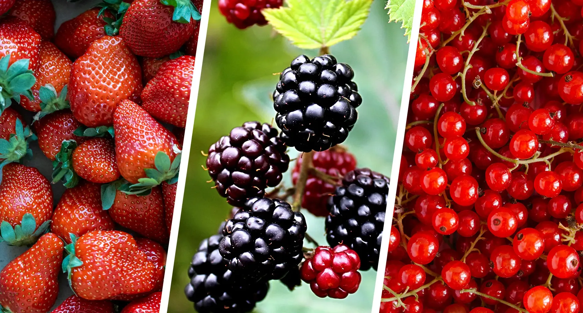 30 verschiedene Arten von Beeren (und warum Sie jeden von ihnen essen sollten)