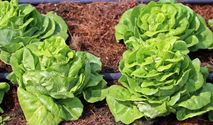 different types of lettuce: butterhead lettuce' fetchpriority='auto' title='14 Different Types of Lettuce Plus How to Serve Them All