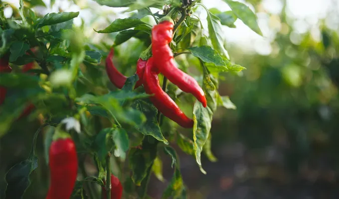 What to Plant with Cilantro Peppers' title='What to Plant with Cilantro (And What to Avoid)