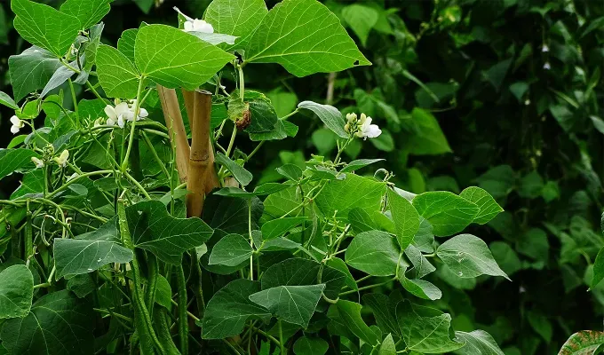 What to Plant with Cilantro Beans' title='What to Plant with Cilantro (And What to Avoid)