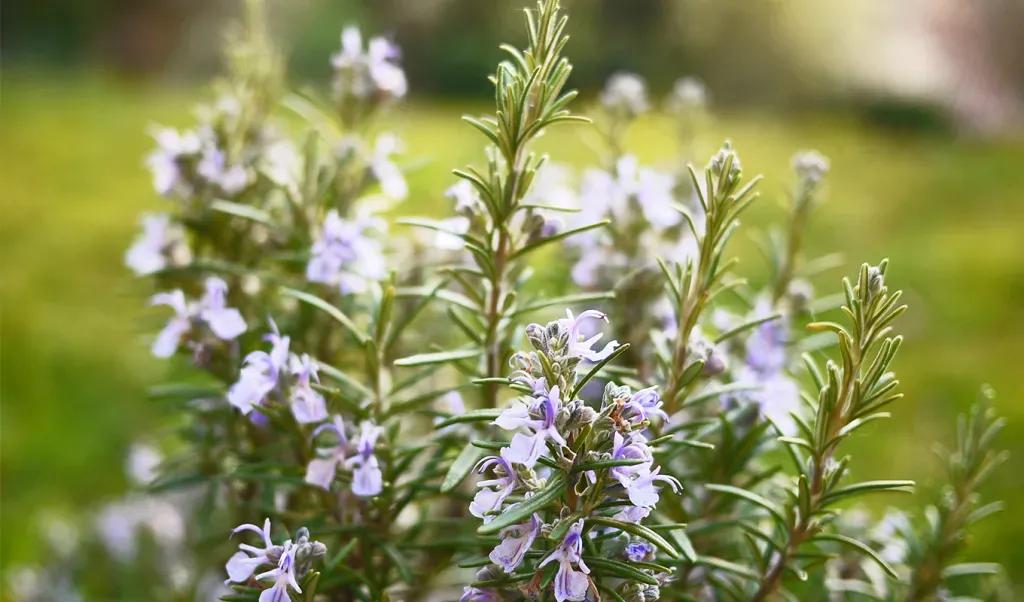 What to Plant with Cilantro Avoid' fetchpriority='auto' title='What to Plant with Cilantro (And What to Avoid)