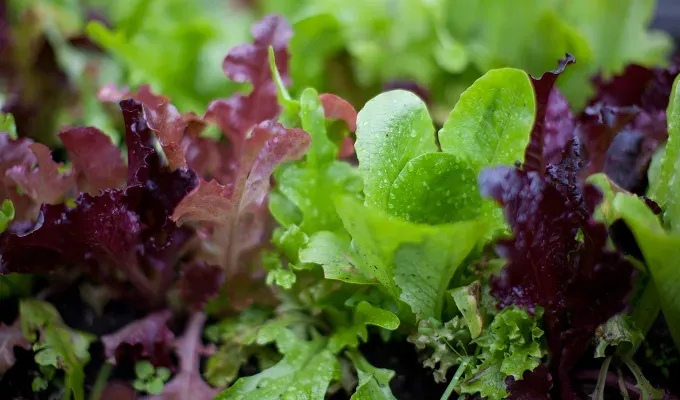 Mitä istuttaa korianterilla (ja mitä välttää)