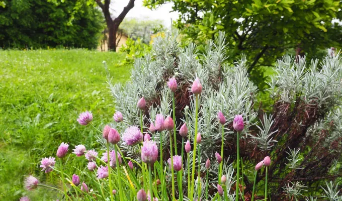 flowers growing together in a chaos garden way' fetchpriority='auto' title='Chaos Gardening Works for One Type of Person (Hint: It’s You You’re the Person)